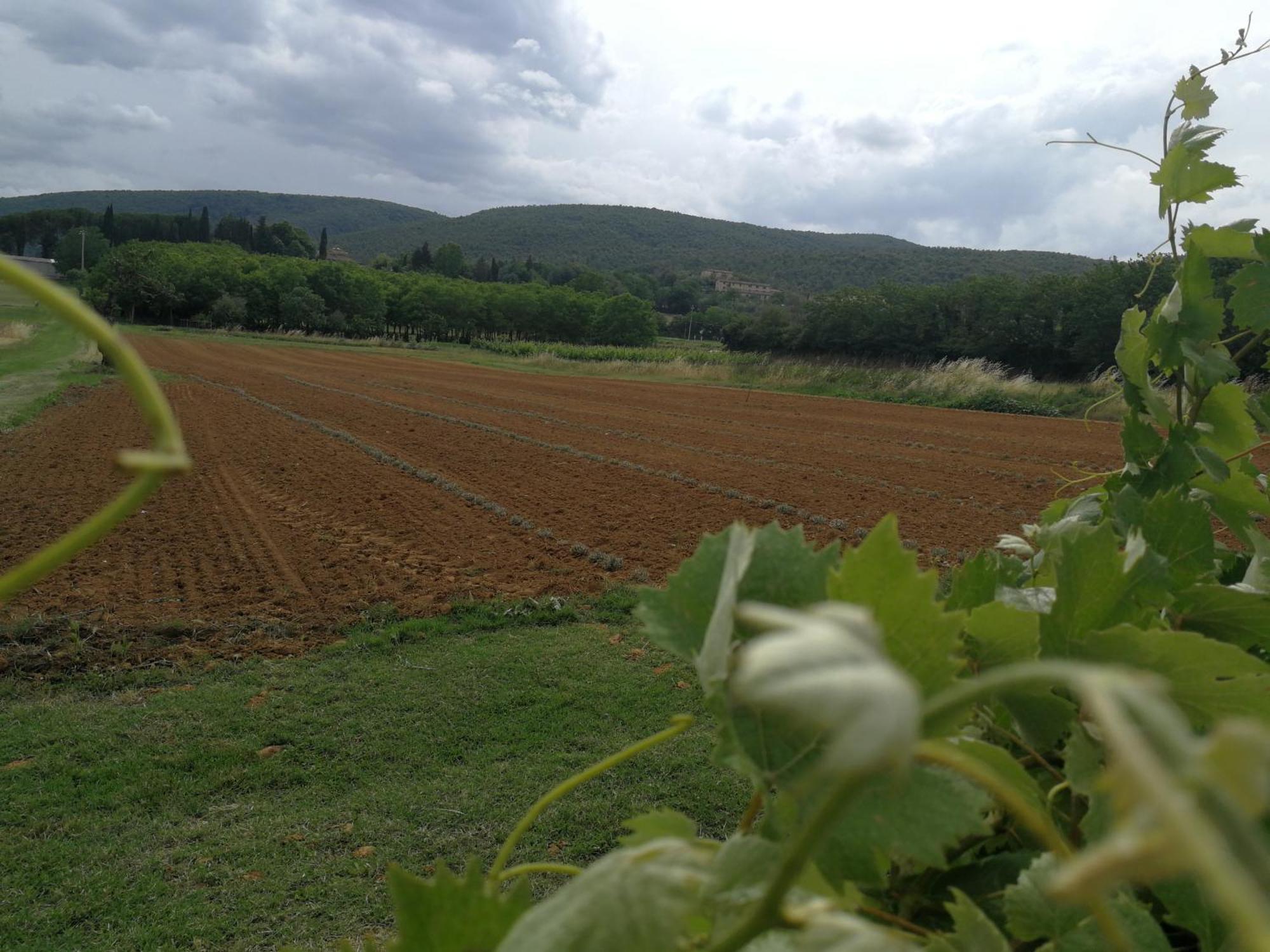Claudia Vacanza Toscana - Appartamento Melograno -10 Min Da Siena Sovicille Rum bild