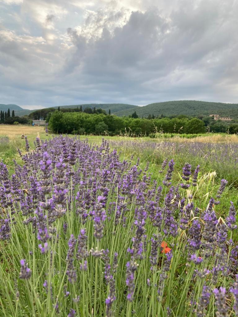 Claudia Vacanza Toscana - Appartamento Melograno -10 Min Da Siena Sovicille Exteriör bild